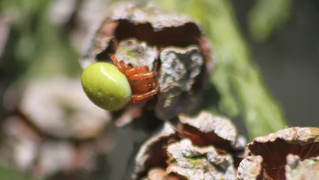 A cucumber spider sitting on a cypress cone. It's a yellowish-brown spider with a bright apple green abdomen, looking a little like a squashed tennis ball