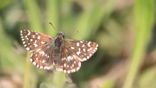 Grizzled skipper