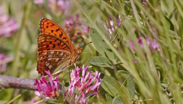 High Brown Fritillary © Stefan Johansson