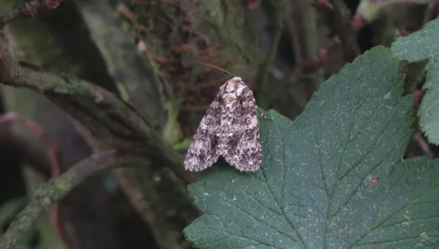 a knot grass moth rests on a leaf, showing the distinctive white markings that identify the species