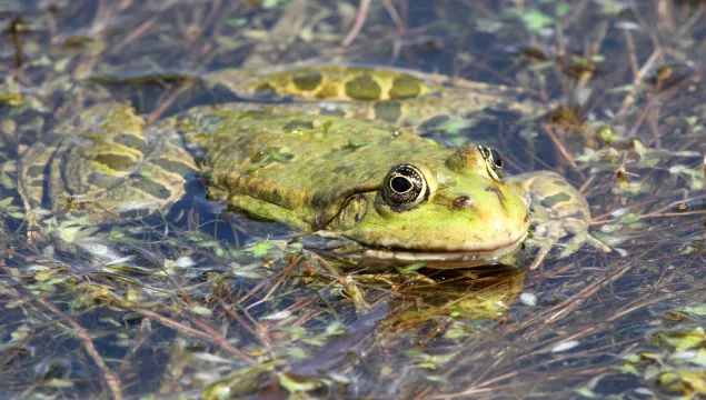 A marsh frog floating at the surface of a pond