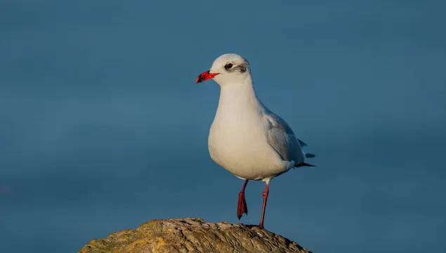 A Mediterranean gull in winter plumage stands on a rock