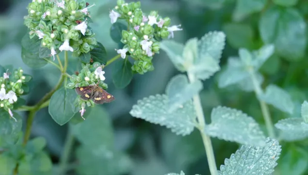 Mint moth on wild marjoram