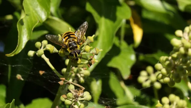 A Batman hoverfly perched on an ivy stalk. It's a yellow hoverfly with black markings, including a marking on the thorax in the shape of the Batman logo