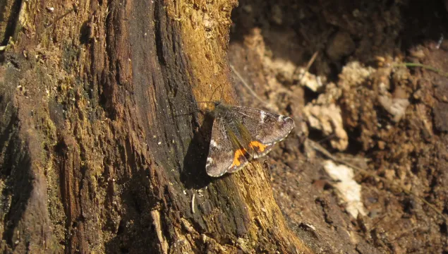 Orange underwing