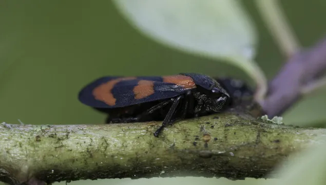 Red-and-black froghopper standing on a stem. It's a compact glossy black bug with red markings on its back. Also known as the black-and-red froghopper