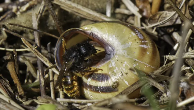 A red-tailed mason bee entering her nest in an empty snail shell. She is a small, slim black bee with a fuzzy orange abdomen