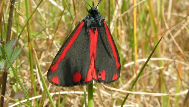 cinnabar