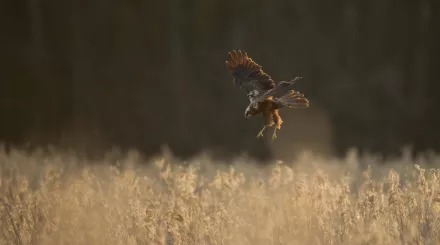 Female marsh harrier