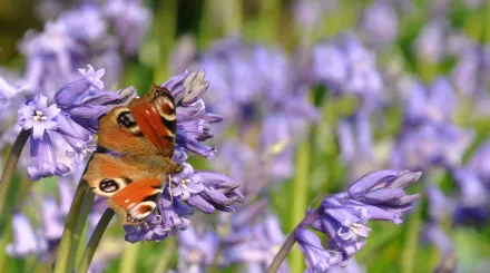 Brenchley Wood peacock butterfly on the flowering bluebells