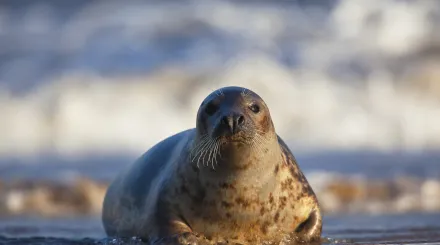 Grey seal, photo by Neil Aldridge