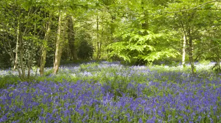 Bluebells Downe Bank