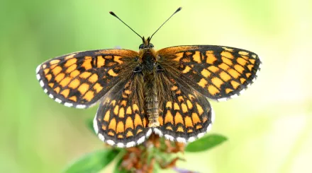 Colour photo of dark brown and orange heath fritillary butterfly  