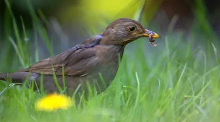 A blackbird with a worm in its mouth in the grass.