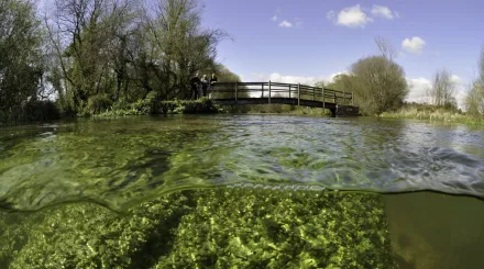 Split level view of the River Itchen, with aquatic plants: Blunt-fruited Water-starwort (Callitriche obtusangula) England: Hampshire, Ovington, May