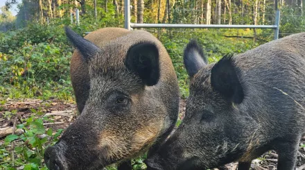 Two Iron-age pigs at West Blean and Thornden Woods