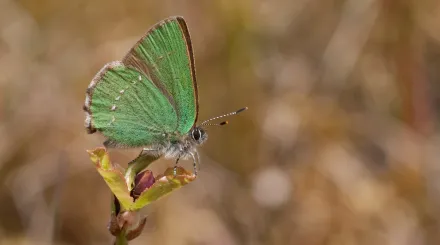 Green hairstreak butterfly by Vaughn Matthews