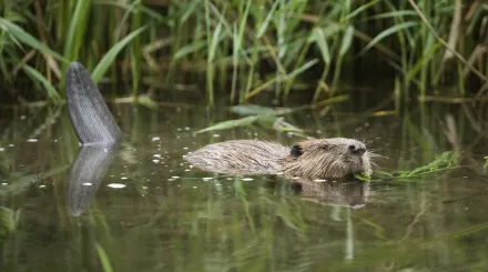 beaver ham fen swimming terry whittaker