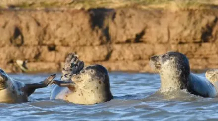 Common seal - Russel Miles