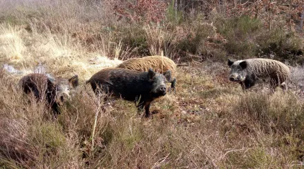 Iron-Age Pigs at West Blean and Thornden Woods