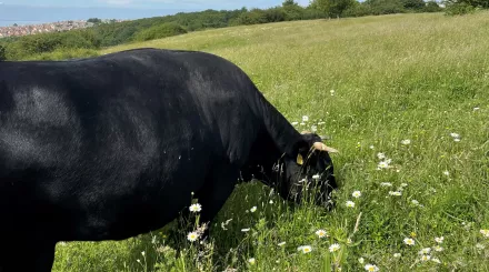 Dexter cattle grazing amongst daisies