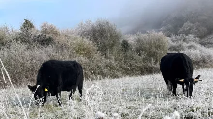 Dexter cattle in snow