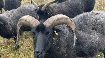 Hebridean sheep close up surrounded by other sheep