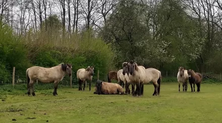 herd of konik and exmoor ponies