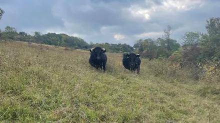 pair of dexter cattle looking at camera