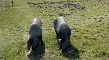 a pair of large black pigs together rootling on a sunny day