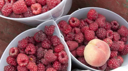 Farm produced fruit, raspberries and an apricot