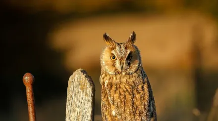 long-eared owl resting on a fence at dusk