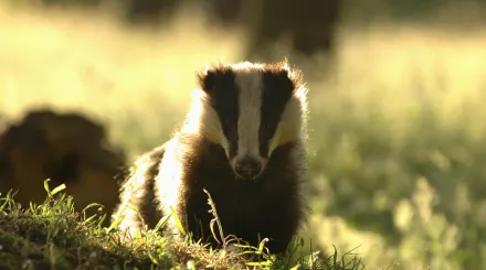 A black and white striped badger facing the camera in morning sunlight.