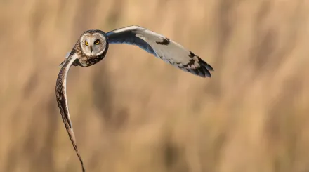 Short eared owl in flight