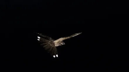 A nightjar in flight against a black night sky.