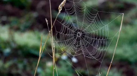 A spiderweb in between two strands of grass.