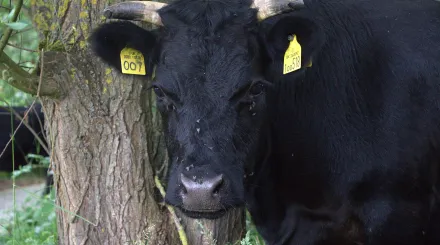 A portrait image of a mini dexter cow looking directly at the camera. This is cow 007
