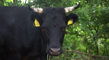 A portrait image of a mini dexter cow looking directly at the camera. This is cow 008