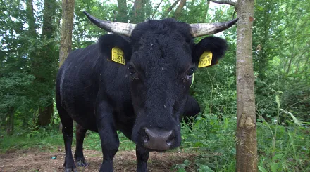 A portrait image of a mini dexter cow looking directly at the camera. This is cow 009