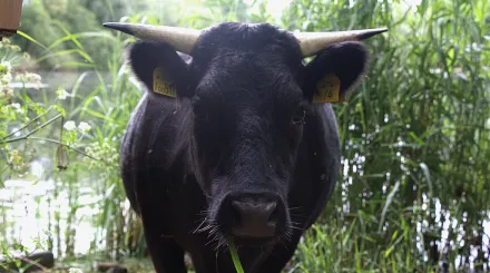 A portrait image of a mini dexter cow looking directly at the camera. This is cow 014