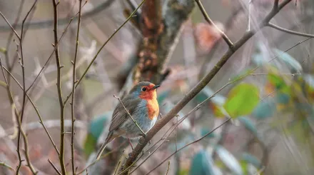 Robin in the tree 