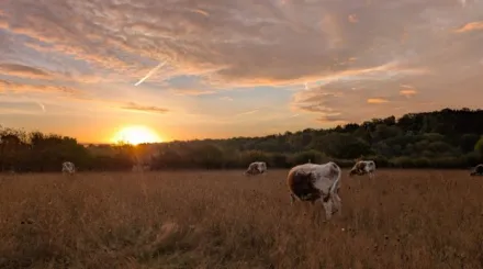 Ironhurst valley longhorn cows at sunset
