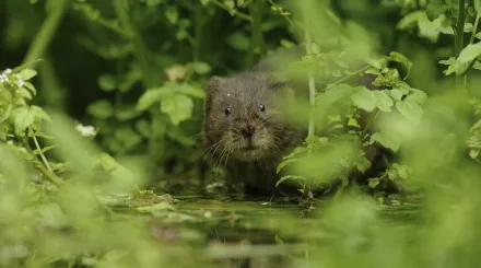 Water Vole (Arvicola amphibius), Kent, UK - Terry Whittaker/2020VISION