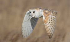 Barn Owl in flight, photo by Ian Hufton