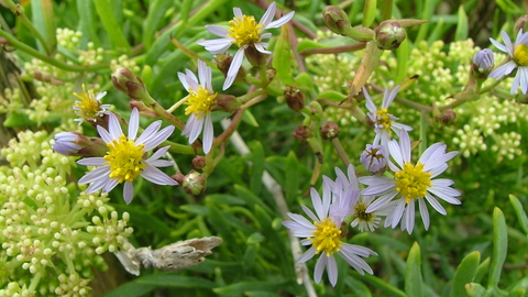 Photograph of Sea Aster by Howard Blackie