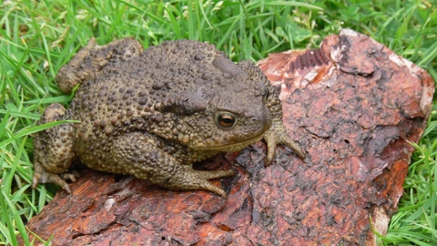 Common Toad