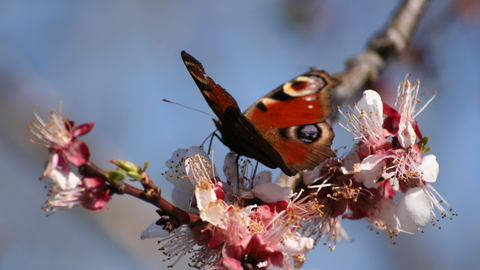 Peacock butterfly on blossom