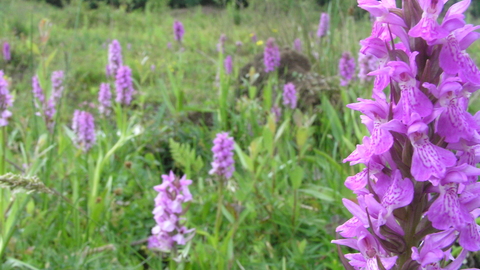 Southern marsh orchid - Hothfield Heathlands