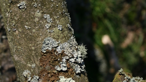 Lichen (R. Bennett)