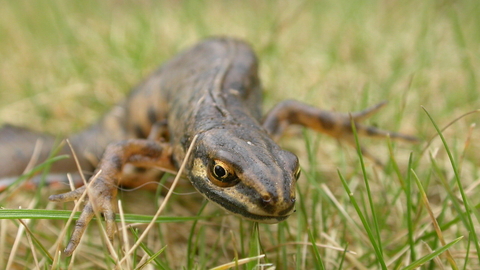 A smooth newt creeps through some short grass